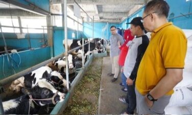 Pj. Wali Kota Aries Bersama Kadis Pertanian Kunjungi Peternak Sapi Perah di Desa Tlekung