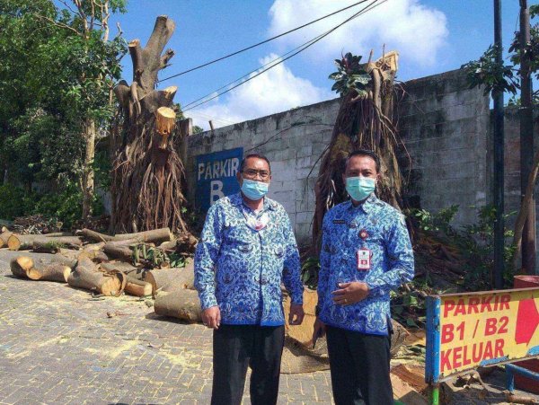 Pohon Karet Merah di Jatim Park 1 Ditebang, KDLH: Belum Ada Izin
