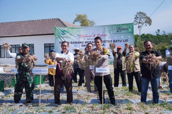Pj. Wali Kota Batu Aries Panen Bawang Merah Varietas Batu Ijo dan Ikan Nila, untuk Ketahanan Pangan dan Pengendalian Inflasi