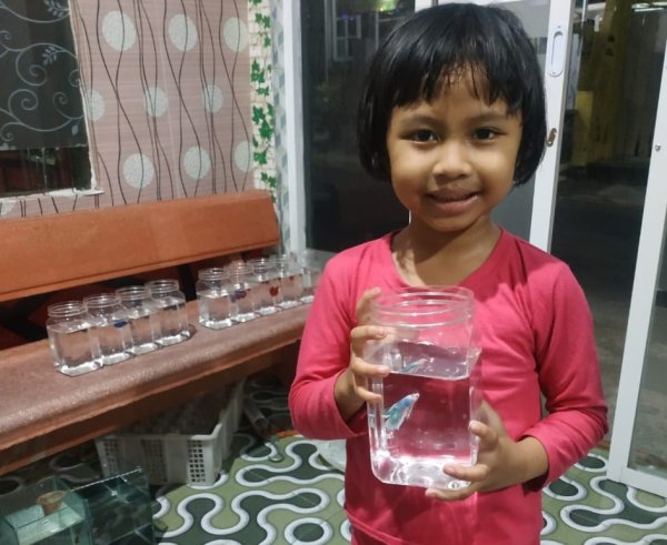 Berjuang Saat Pandemi, Syaiful Jualan Ikan Cupang