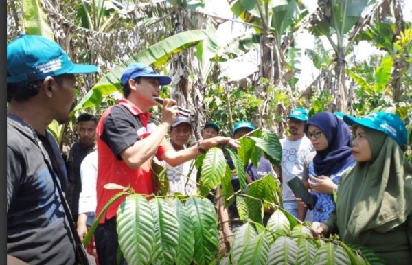 Petani Kopi Dampit Berjuang Untuk Mandiri
