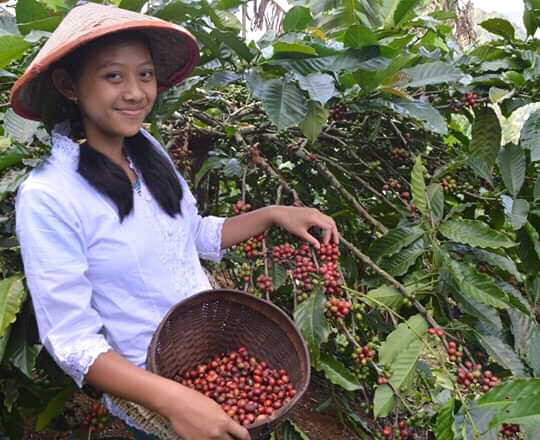Belasan Tahun Harga Stagnan, Petani Kopi Dampit Mengeluh