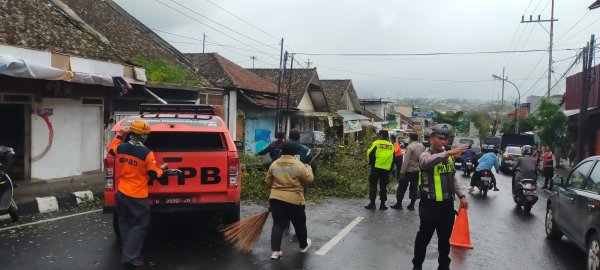 Respon Cepat Anggota Polres Batu dan BPBD Tolong Korban Akibat Pohon Tumbang