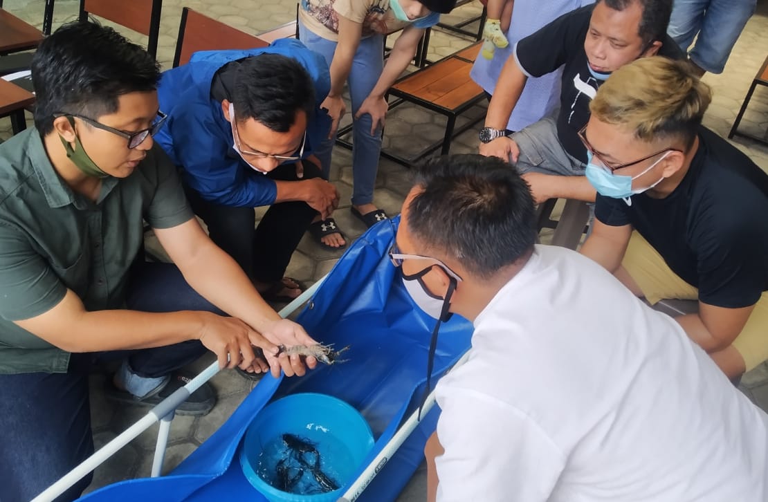 Melawan Keterpurukan Ekonomi Kala Pandemi, Sukses Budidaya Lobster Air Tawar
