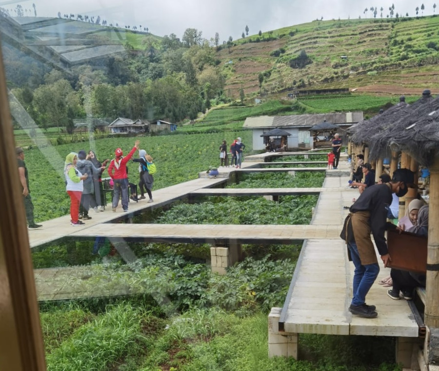Wisata Keren, Ladang Kentang Tunggangan Jurangkuali Kota Batu
