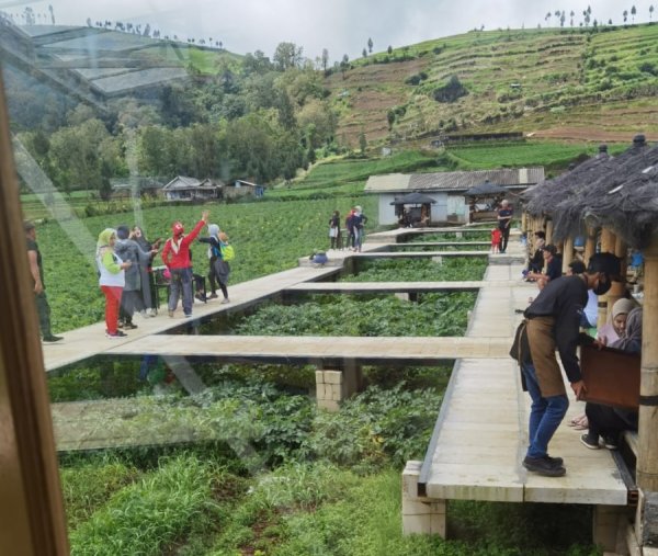 Wisata Keren, Ladang Kentang Tunggangan Jurangkuali Kota Batu