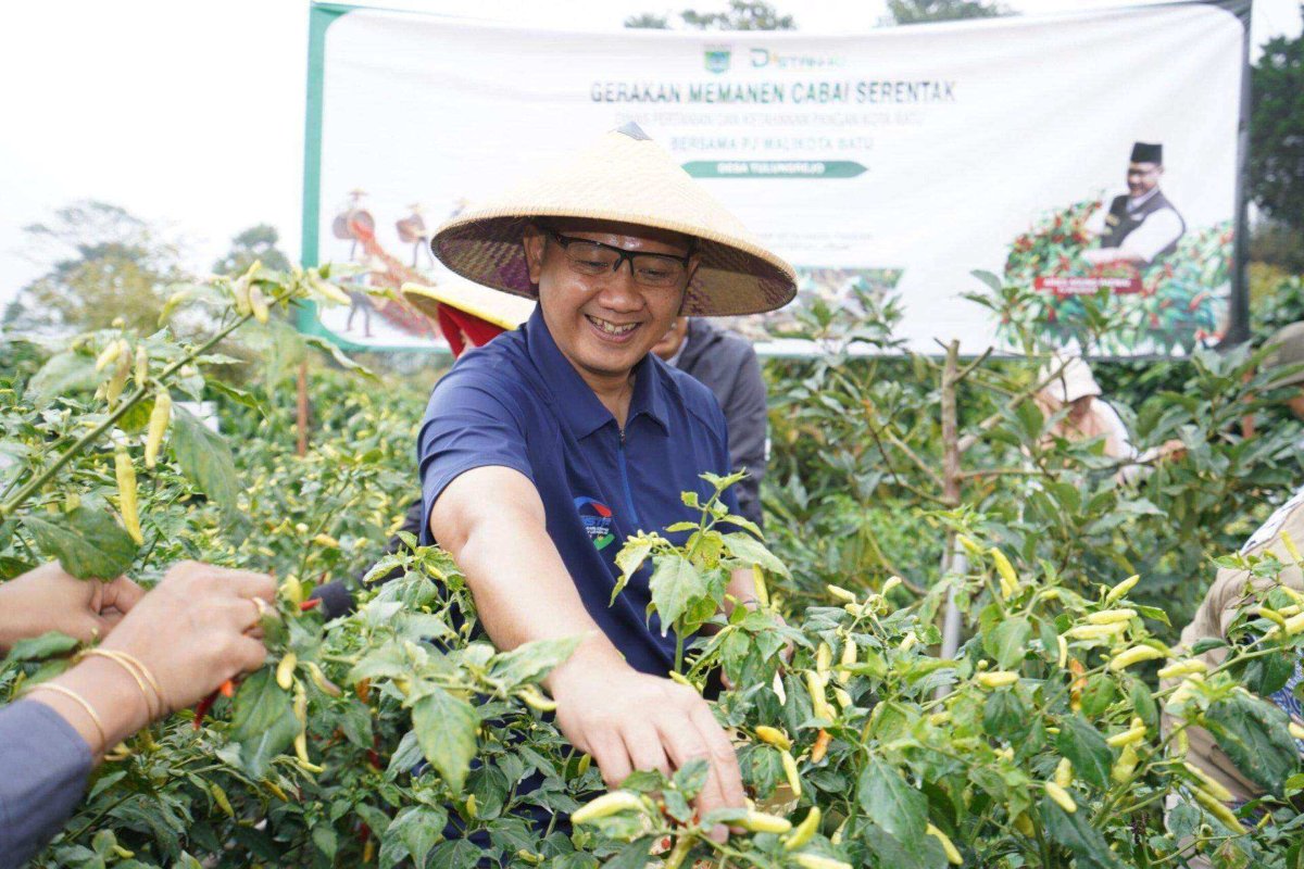 Pj. Wali Kota Batu Aries Panen Hasil Pertanian Tanaman Pangan dan Serahkan Bantuan untuk Gapoktan