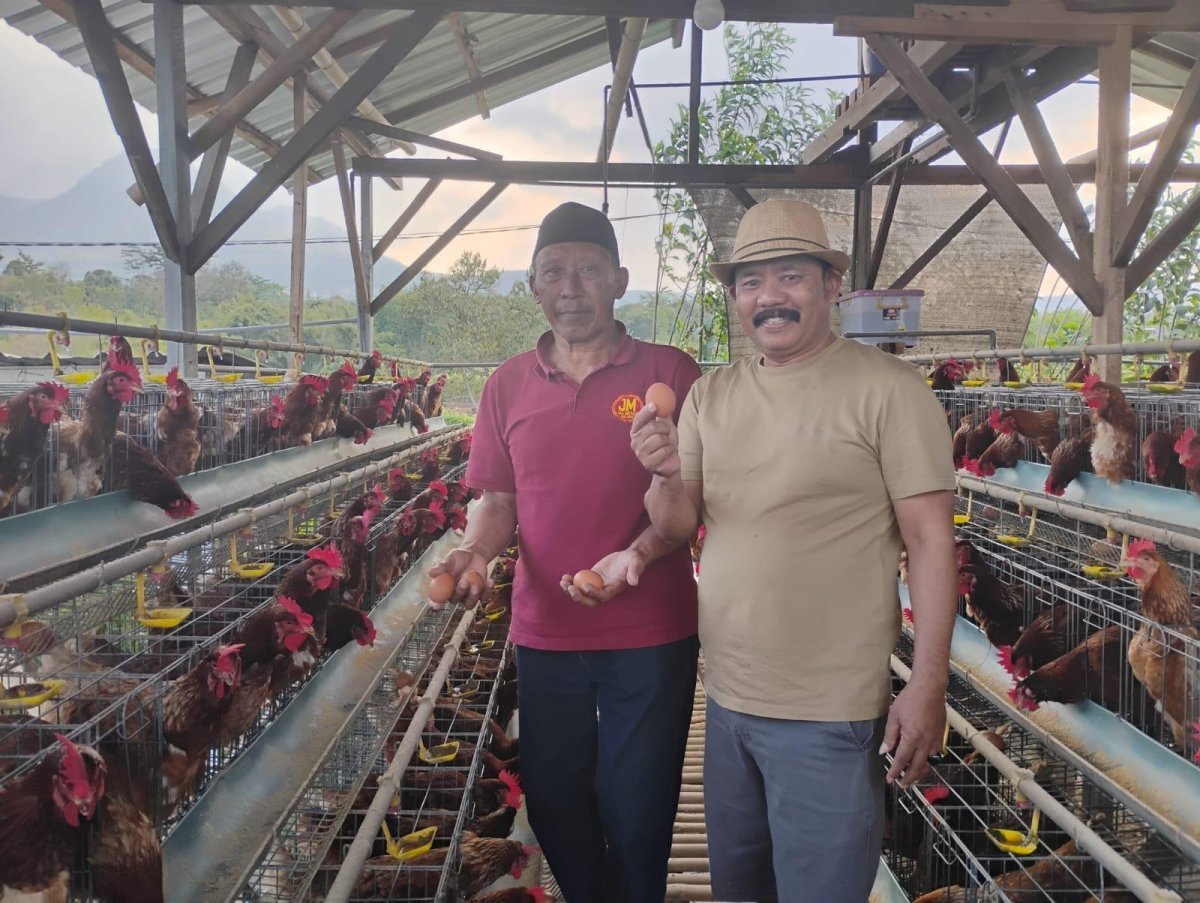 BUMDes Bejo, Desa Tulungrejo, Budidaya Ayam Petelur Dana Desa Tak Cukup Harapkan Harga Pakan Subsidi dari Pemerintah