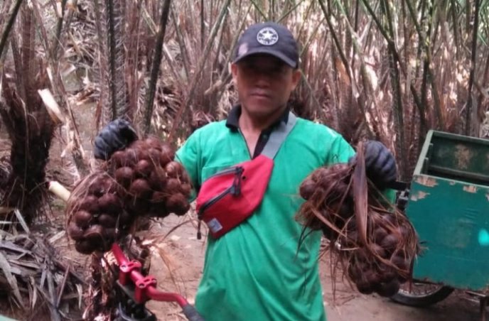 Edi, salah satu petani Salak Pondoh Lumut sejak tahun 2002 yang lalu, dirinya memanfaatkan kotoran Kambing sebagai pupuk.
